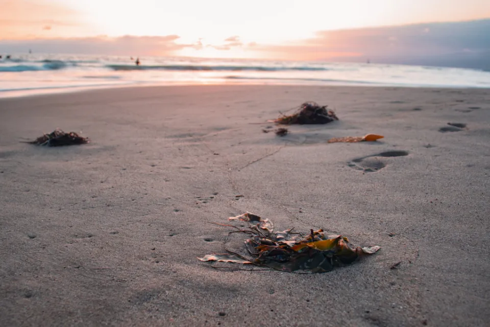 Kelp drying on an empty beach at dawn
