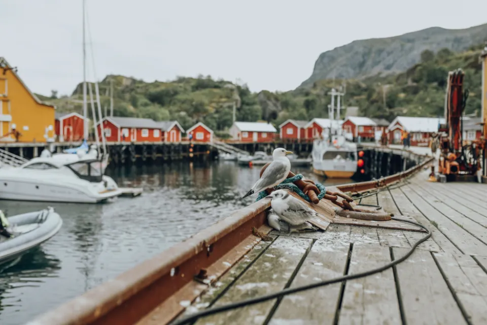Small northern fishing harbour with red sheds, boats and a timber quay