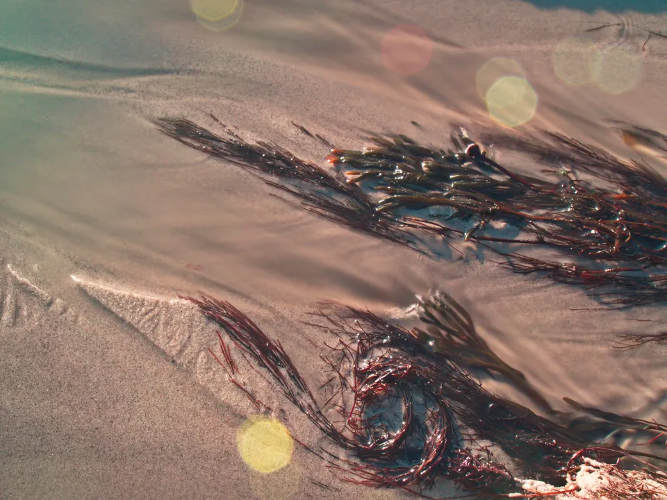 Strands of dark kelp washed onto wet sand at the tide line